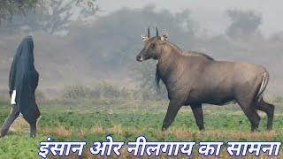 Nilgai aur Insan me se kaun darta hai ? ||Techearth|| 