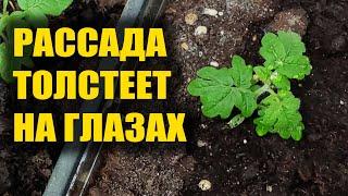 РАССАДА ТОЛСТЕЕТ НА ГЛАЗАХ! ЛУЧШАЯ ПОДКОРМКА РАССАДЫ ТОМАТОВ ОГУРЦА ПЕРЦА