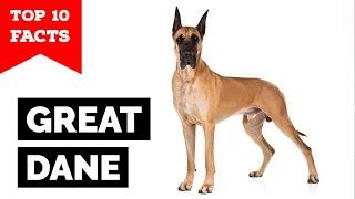 Great Dane - Top 10 Facts