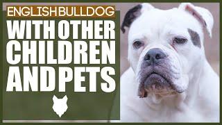 ENGLISH BULLDOG WITH CHILDREN AND PETS