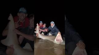 Massive Sand Tiger Shark Caught Off The Beach?!? #sharkfishing #fishing #sharklife #hammerheadshark