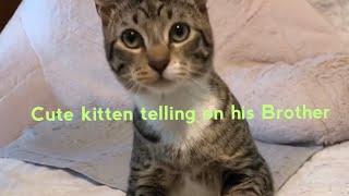 Special Needs Cat Talks to Mom