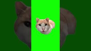 Green Screen Mr. Fresh Cats Meme / Зеленый Экран Mr. Fresh Кот Мем