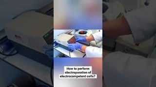 How to perform electroporation of electrocompetent cells?