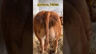 Limuzin buqani 6 oylik varianti!!! #limuzin #sharolle #simmental #aulikol #greeford #angus