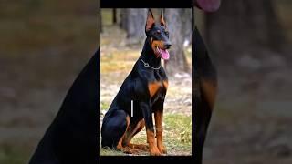 Doberman 2023 and Doberman 5000BCE #doberman #dog #dogs #monster #viral #shorts #short #evolution #1