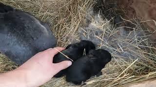 A New Rabbit Update I Filmed Yesterday.