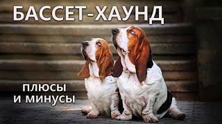 БАССЕТ ХАУНД. Плюсы и минусы породы BASSET HOUND