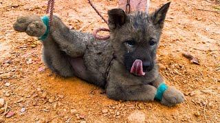 Spectacular rescue: The dog was tied up and starved, close to death! Rescue Paws Hub