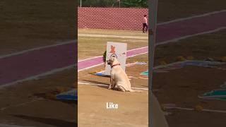 INDIAN ARMY DOGS TRAINING  #india #army #viral #dog