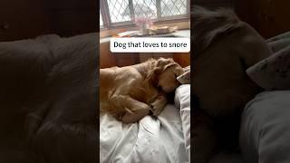 Dog snores#funny #pets #funnypet #cute #dog #doglover #funnyvideo #funnydogs #cutedog