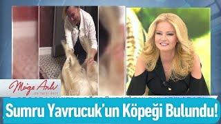 Sumru Yavrucuk'un köpeği bulundu! - Müge Anlı İle Tatlı Sert 3 Haziran 2020