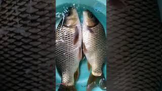 Amur Carp , #fish #fishing #fishingvideo #carpfishing #fisherman #fishtank #aquaculture