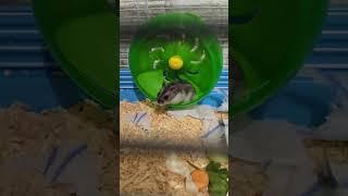 Джунгарский хомячок . #djungarian #хомячок  #джунгарскийхомяк #hamsters #хомяк