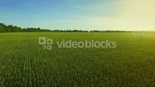 videoblocks landscape green wheat field on background blue sky scene summer farming field aerial vie