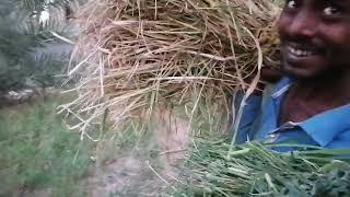 Ang paglilibot sa farm @ApongInciong