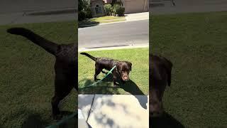 Dropping my dogs leash to see his reaction  #puppy #dog #labrador #labradorretriever #funny