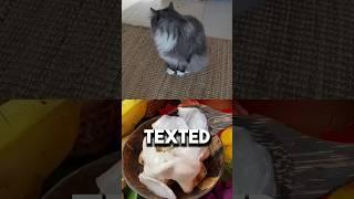 Can My Adorable Cat Tilie Decode Mom's SECRET Messages? 