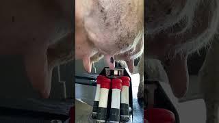 Lely робот, процесс доения коровы #farming #сельскоехозяйство #agriculture #лайк #cow #рек #ферма
