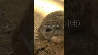 귀여움이 세상을 구한다 #shorts #alpacaworld
