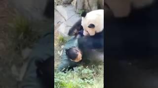 CRAZED panda attacks zookeeper