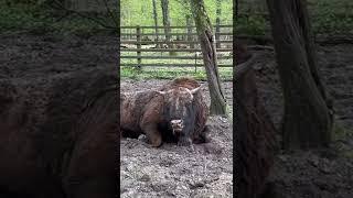 DAY 57: #bison #europeanbison #zubr #poland #greenvelo #biketravel #travel #animals #hybrid