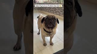 Breathing Problem of Small Dog|7yr old Pug #dog #dogproblems #pugbreathing#short#viral #animals