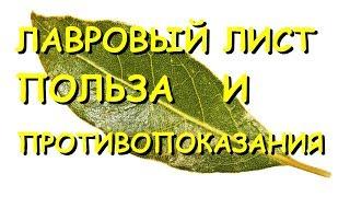 Лавровый лист. Лечебные свойства и противопоказания.