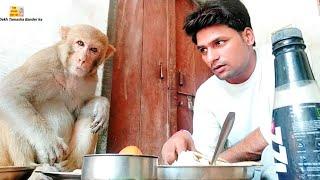 रानी का गुस्सा देखो कैसे करती है।। i love Animals Monkey Rani Eating Food with me ।।