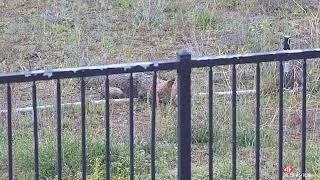 coyote #3 with the air force texan LSS .308 air rifle