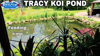 Feeding the koi in the TRACY POND