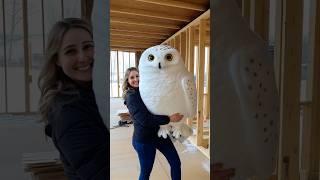 Huge Snowy Owl #snowyowl #owl #cute #bird #animals