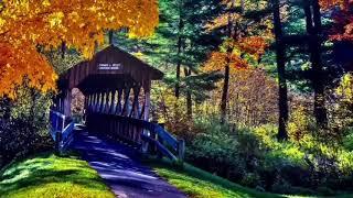 FOREST RELAXATION MUSIC | JAMA TV