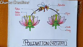 pollination drawing| How to draw pollination step by step in easy way | Pollination drawing for kids