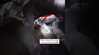 African jungle #views_viral_video_subscribers #jungle #shorts #viralvideos #hilltop #bushcraft
