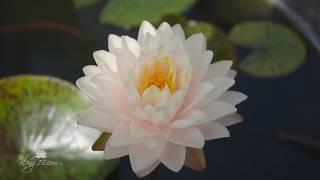 Nymphaea 'Blushing Bride' Hardy Waterlily