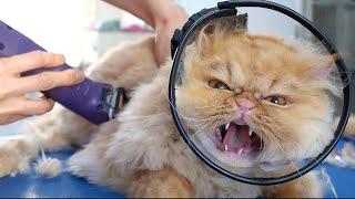 ANGRY PERSIAN CAT!! But she loves bathing ️