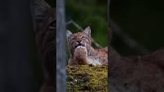 Meet the Cute Baby Lion Cubs: A Wild Adventure Begins! #Wildlife #Animals #Shorts