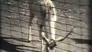 1930's Restored Film By Media Preserve