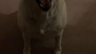 Kona Star the Yellow Labrador