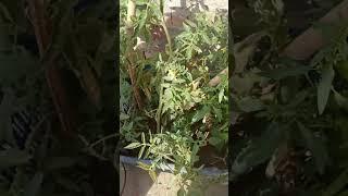 ##tamato harvesting in terrace garden ## bulbul family vlog ##