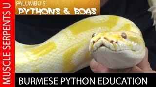 BIG BURMESE PYTHONS: What You Need to Know