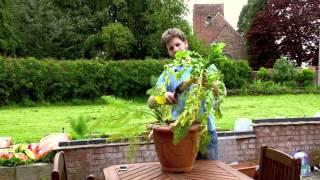 Daikon Radish - When to harvest