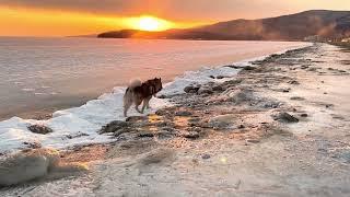 MALAMUTE HULK:АЛЯСКИНСКИЙ МАЛАМУТ ВПЕРВЫЕ НА МОРЕ. Море, собака, закат.