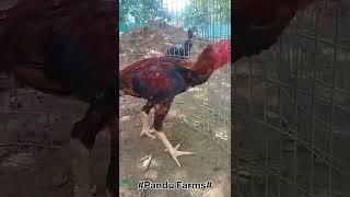 #Pandu Farms#vizianagaram# 10 months patta, numb 8688746087 Please subscrib my chanal 