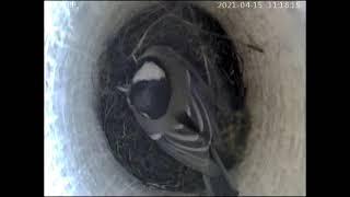 2021-04-15 11:18 Fuglehus med webcam. Titmouse laver en rede.