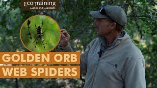 Golden Orb Web Spiders | Insectlopedia