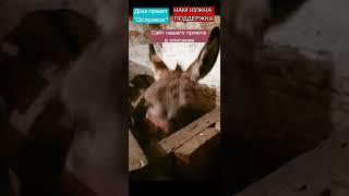 Выкуп с бойни беременной ослицы.