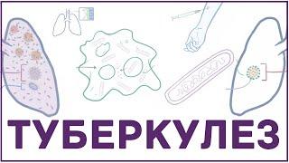 Туберкулез - микобактерия, симпмтомы, патофизиология, диагностика, лечение