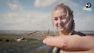 The Wildlife Trusts: Our impact in 2024 thanks to your support